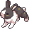 Dutch rabbit