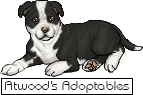 Gobi the black-and-white American Pit Bull Terrier puppy
