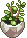 plant in a pot
