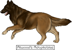 Torque the sable Belgian Tervuren