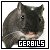 gerbils