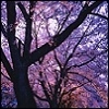 trees blooming with purple flowers.