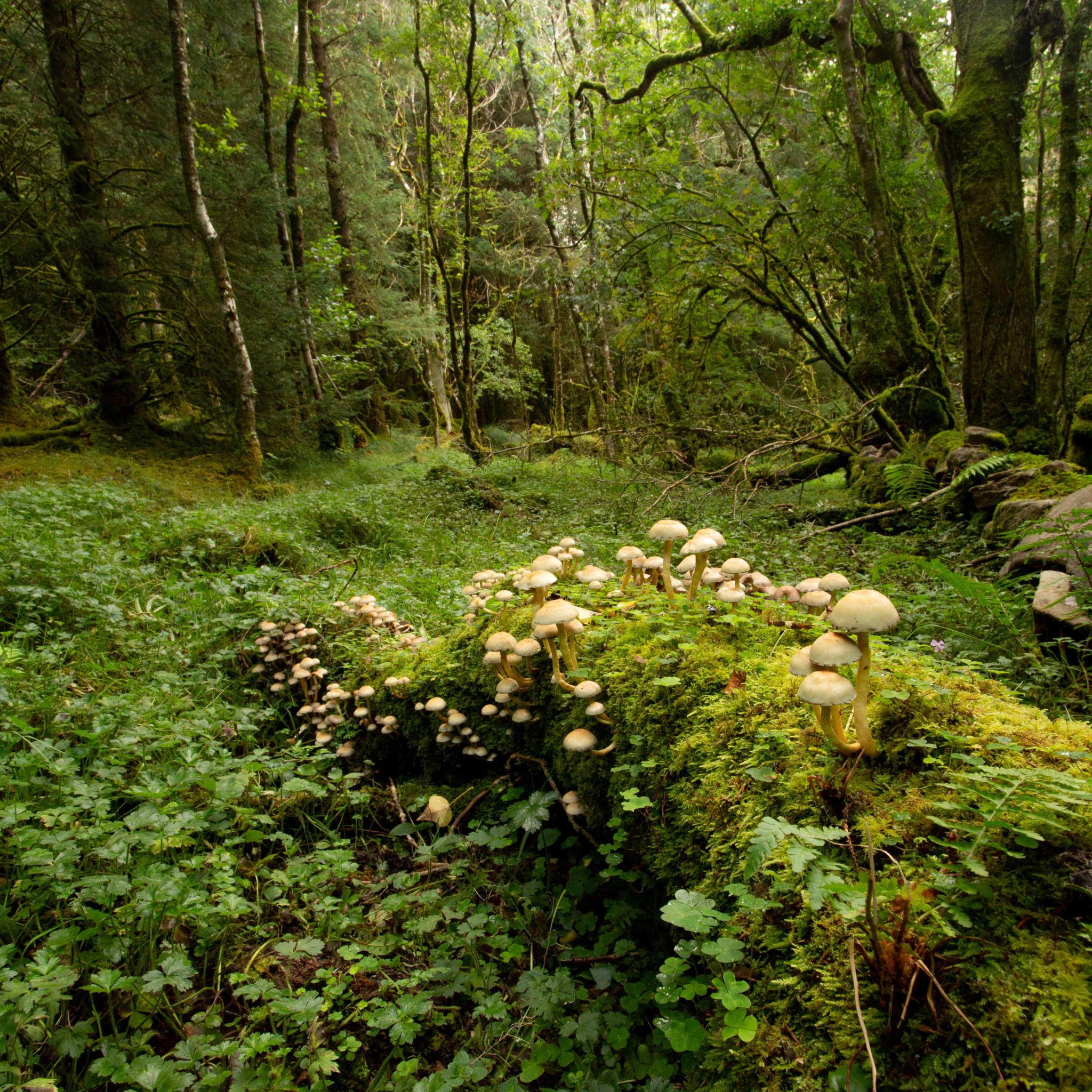 small brown mushrooms growing on a mossy log, deep in the forest.