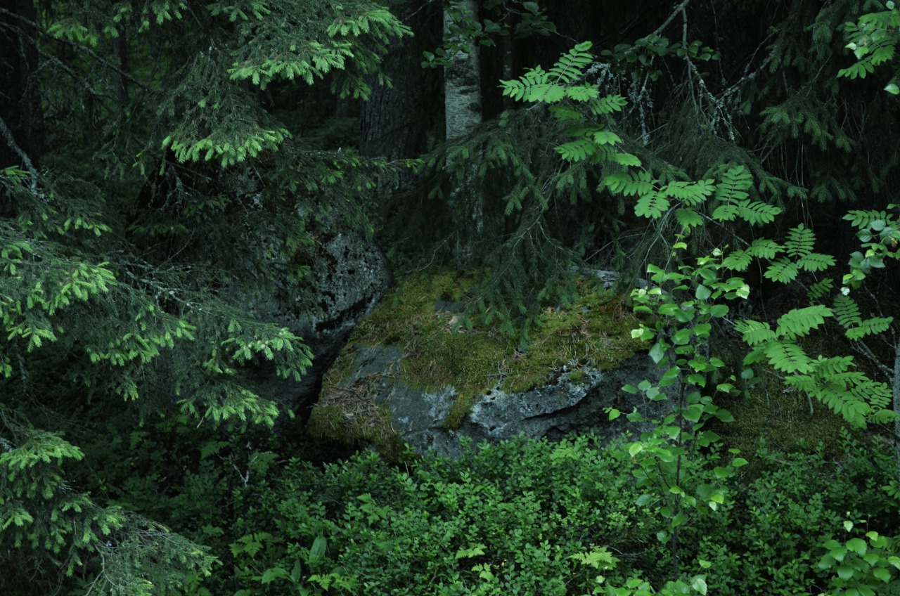 forest foliage and mossy stone.